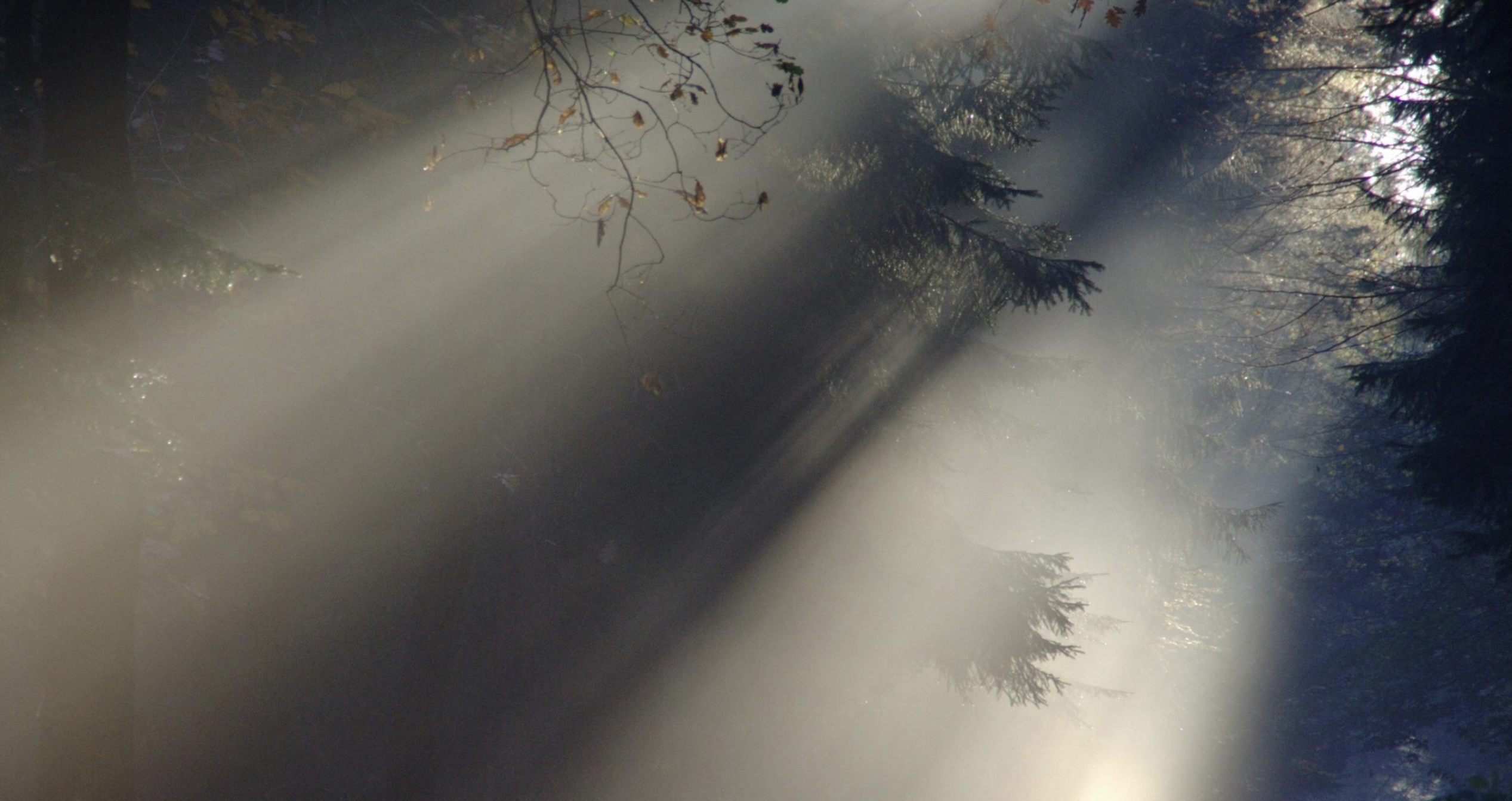 Soft light through trees symbolising emotional and physical pain as the brain’s signal for deeper attention