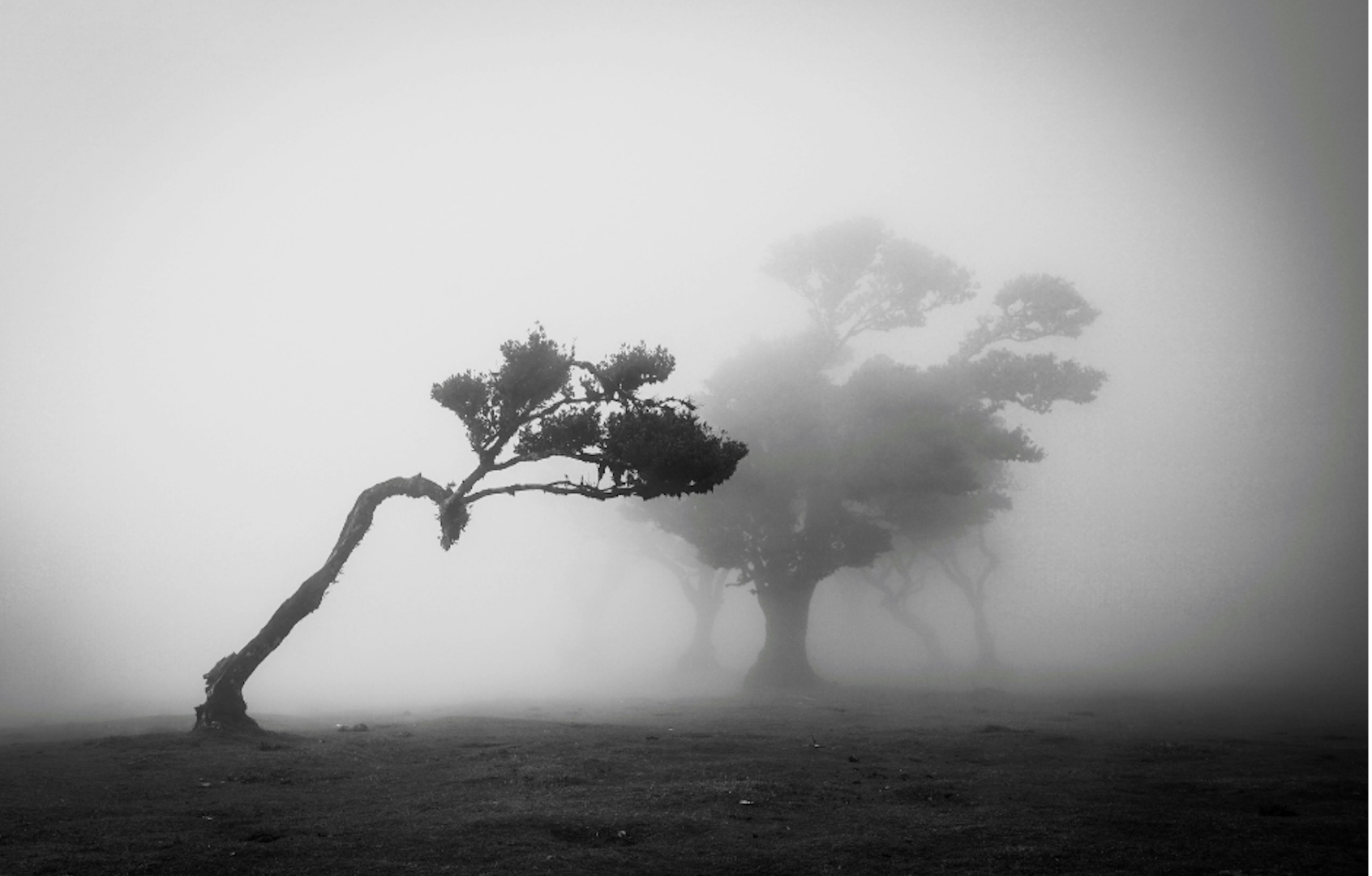 Lone wind-bent tree in fog symbolising emotional pressure and chronic anger becoming a default emotion